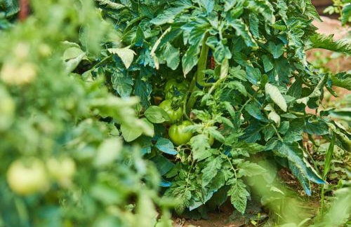 Beloc House Lopud Island - Photo 75