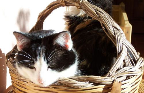 Nurazzolas - Foto 47