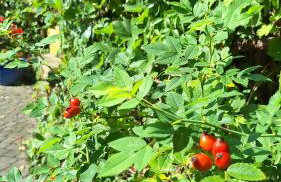 Apartament w ogrodzie - Foto 24