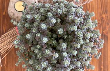 La Casa di Demetra. Un Paradiso tra gli Olivi. - Foto 24