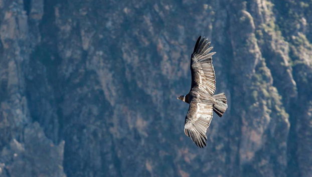Colca Canyon 2-Day Tour - Photo 3