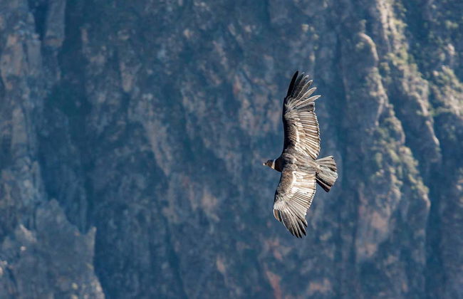 Tour di 2 giorni al Canyon del Colca con arrivo ad Arequipa - Foto 2