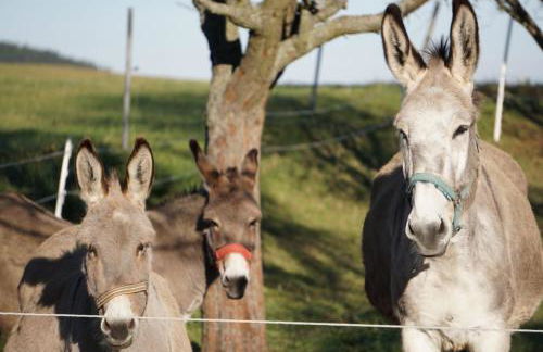 Ferienhof"WaldEsel Rippersroda" - Foto 48