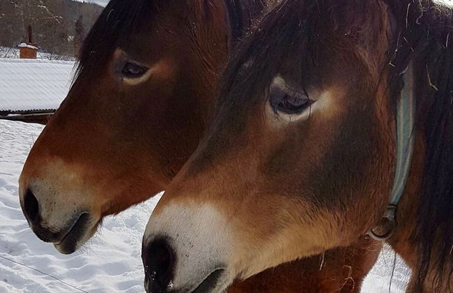 Liljekonvalj Cottage Overlooking the River Sauna - Foto 37