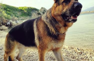 Mila's pet friendly holiday house with private beach place and sunbeds included - Photo 6