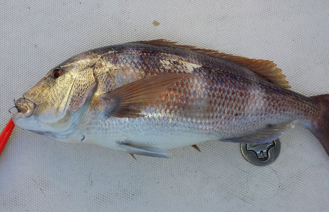 Apartments Akacijev Izvir - Foto 59