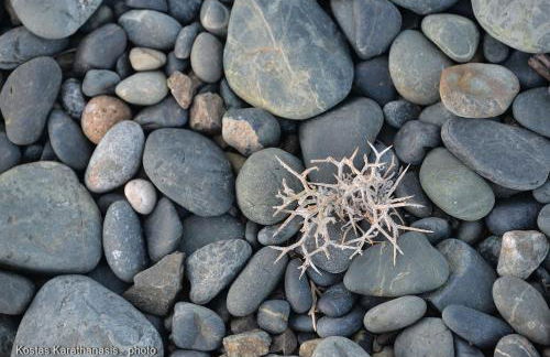 The fig tree house - Foto 45