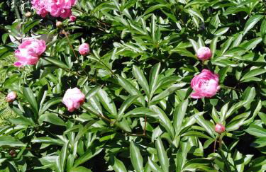 Ferienwohnung mit kleinem Garten - Foto 23