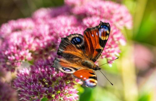 Domki w Naturze - Foto 78