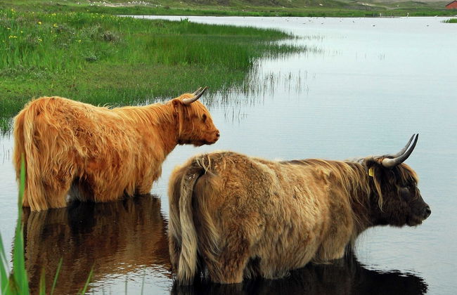Nice Bungalow With Dishwasher in a Holiday Park 1.2 km. From the sea on Texel - Foto 57