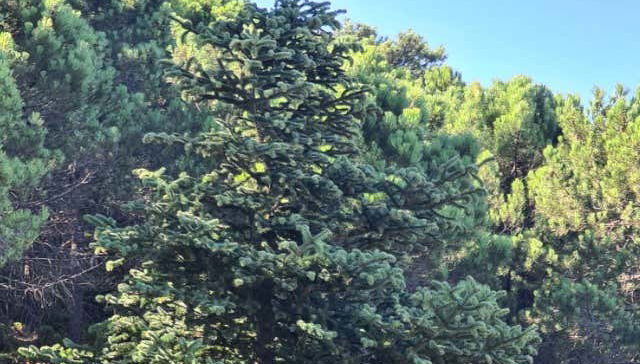 Árvores predominantes na trilha