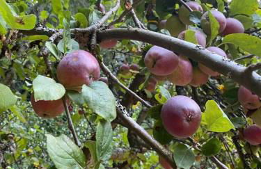 Perch - Island Hideaway - Foto 51