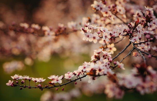 The Cottages at Hepburn Springs - Foto 45