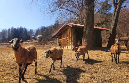 Ośrodek Wczasów Zdrowotnych Rudawka Rymanowska - Foto 36