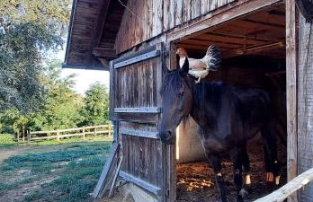 Farmica, Bed&Breakfast, Bazen izdvojen nekoliko minuta hoda - Foto 29