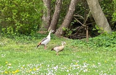 Ferienhaus Alfbach - Foto 21