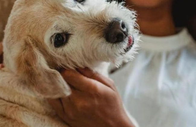 Des Moines Amazing 1BD 1BA Downtown Apartment - Foto 30