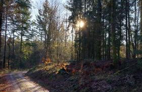 Forsthaus Hausbach Ferienwohnung Reh - Foto 21