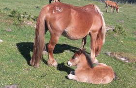 gure xokoa - Foto 33