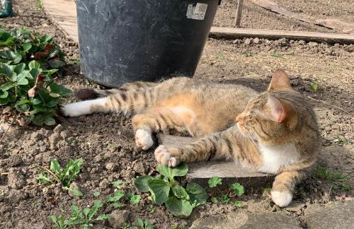 Blockhausvermietung "Vor dem Gröperntor" - Foto 26