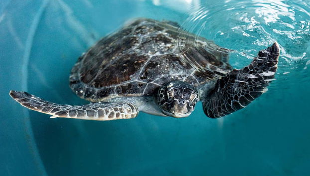 SEA LIFE ® Sydney Entrance Ticket - Foto 5