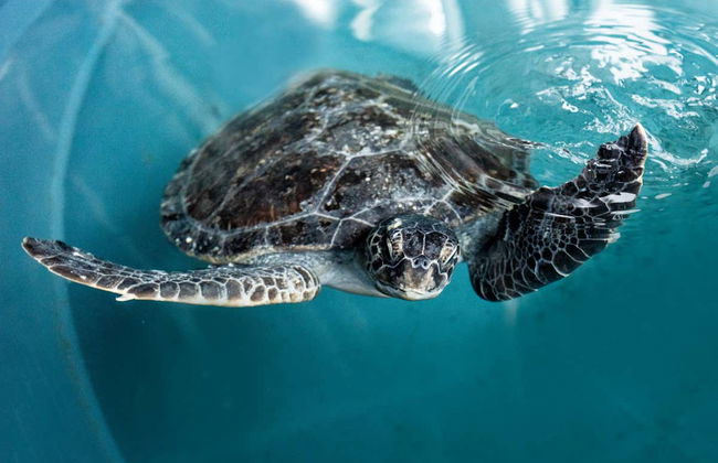 SEA LIFE ® Sydney Entrance Ticket - Foto 4