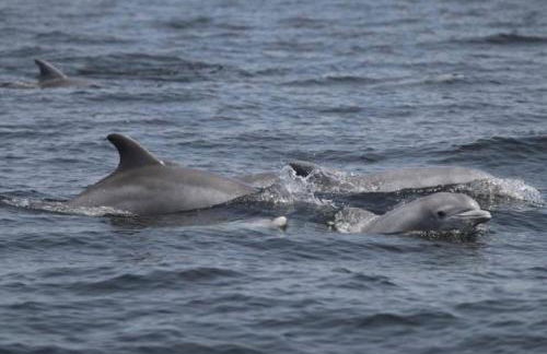 Corner Cottage Mevagissey - Foto 33