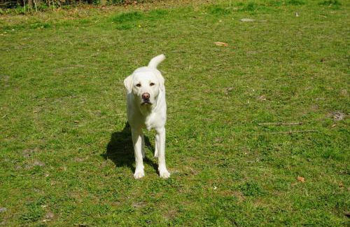 The Cabin with Hot Tub - Foto 20