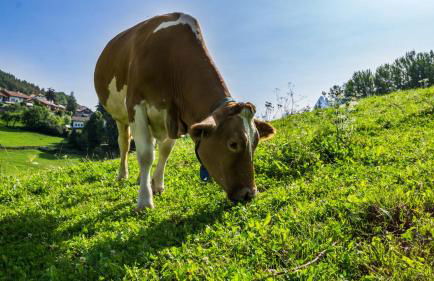 Appartments Neuhof - Photo 17