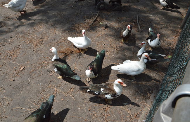 Gypsy Caravan in Weideblick With Farm Animals - Foto 39