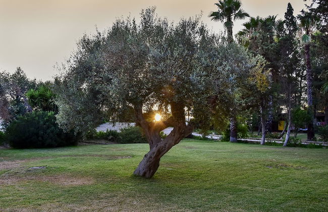 Tenuta Terenzano - Photo 20