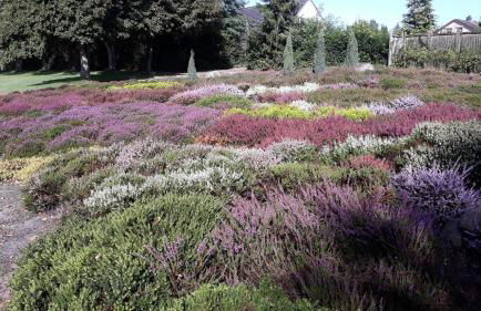 Ferienwohnungen Liedtke - Foto 30