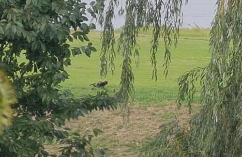 Holiday Home Elbufer 4B by Interhome - Foto 16