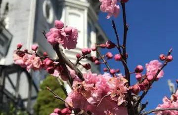 Totally Renovated Victorian House in Center SF! - Foto 63