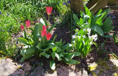 Idyllisches Fachwerkhäusle mit Terrasse am Tor zum Schwarzwald - Foto 18