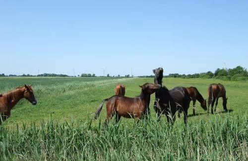 Reetdachhaus auf Eiderstedt - Foto 11