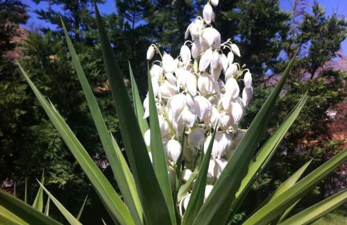 Mini Villas Green - Foto 79