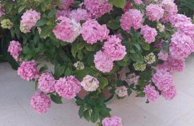 Apartments Plavi&Žuti - Foto 8