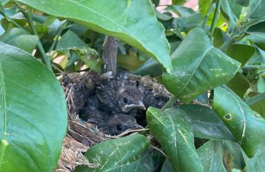 Quinta do Sr. Cabrita - Foto 69