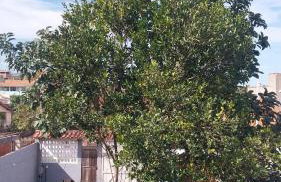 Cantinho da Alzira - Sobrado - Foto 30