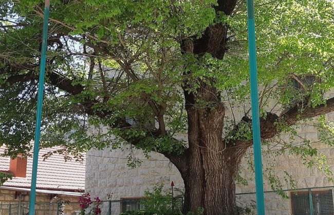 Shuruk & Ghurub - Foto 24