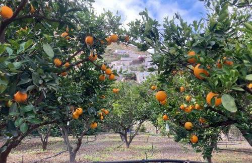 Casa Camino Tamadaba II (bottom home) - Foto 42