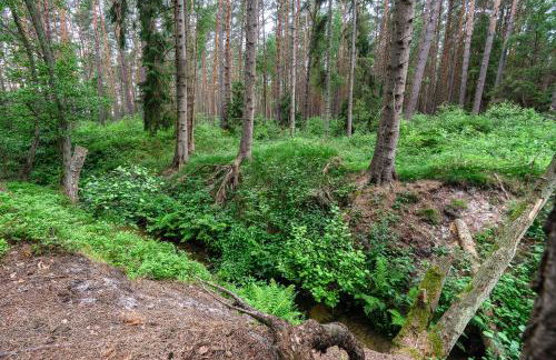 Domki Szumifala - Foto 79