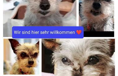 Ferienwohnungen Ferienhaus Nähe Winterberg Upland - Foto 32