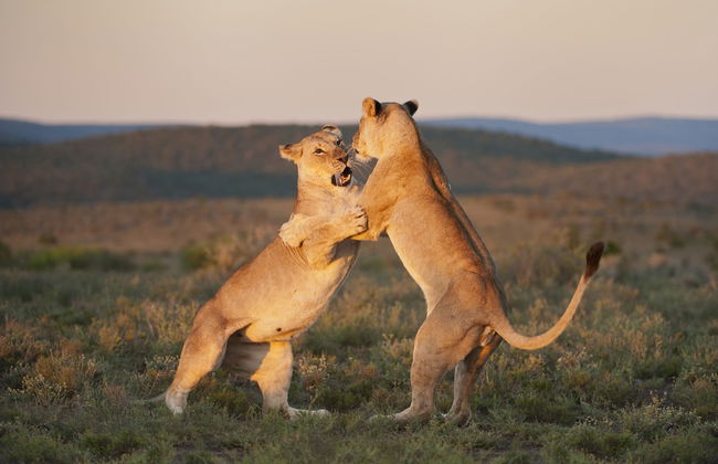 Uplands Homestead - Photo 19