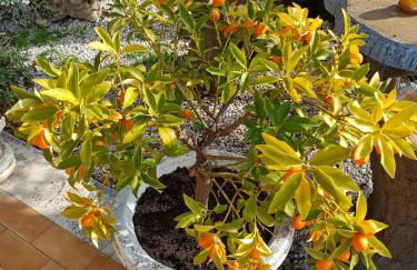 Colle Perazzoni - Foto 38