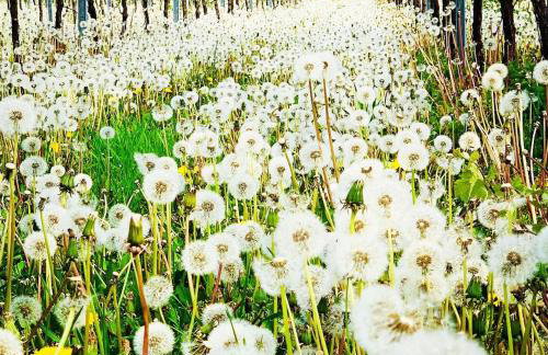 Villa Mandelblüte - Foto 15