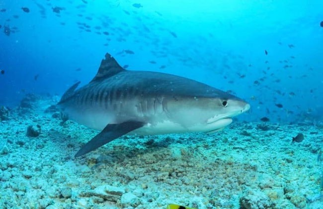 Alafehi Retreat Luxury Villas with Pool Access - Foto 53