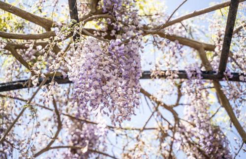 Trullo Leone - Foto 52