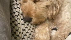 Limefield Mansion House - Foto 2, pet friendly